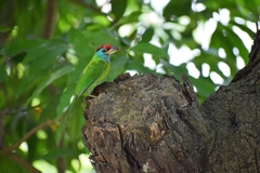 Psilopogon asiaticus