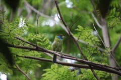 Psilopogon asiaticus