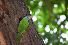 Psilopogon asiaticus