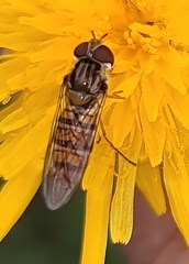 Episyrphus balteatus