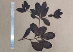 Alseodaphne semecarpifolia