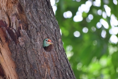 Psilopogon asiaticus