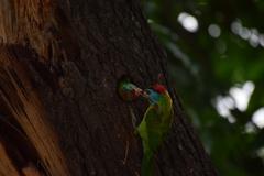 Psilopogon asiaticus