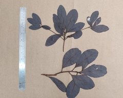 Alseodaphne semecarpifolia