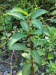 Cephalanthus tetrandra