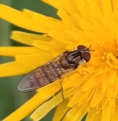Episyrphus balteatus