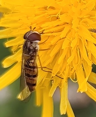 Episyrphus balteatus