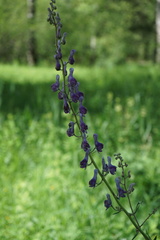 Aconitum septentrionale