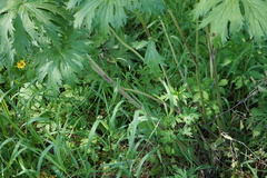 Aconitum septentrionale