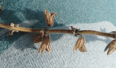 Salvia dumetorum