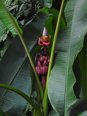 Musa velutina