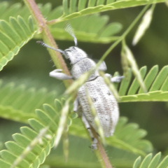 Ericydeus lautus