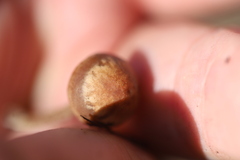 Panaeolus