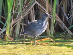 Fulica americana