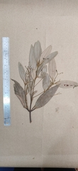 Cinnamomum sulphuratum