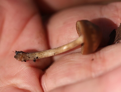 Panaeolus