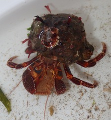 Elassochirus tenuimanus