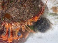 Elassochirus tenuimanus