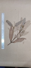 Cinnamomum sulphuratum