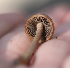 Panaeolus