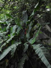Musa velutina