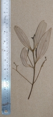 Cinnamomum sulphuratum