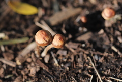 Panaeolus