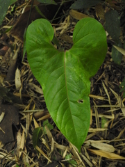 Anthurium