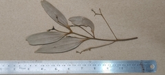 Cinnamomum sulphuratum