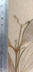 Cinnamomum sulphuratum