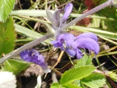 Salvia dumetorum