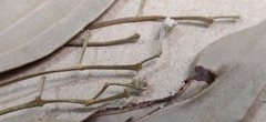 Cinnamomum sulphuratum