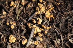 Cyathus