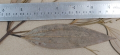 Cinnamomum sulphuratum