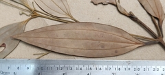 Cinnamomum sulphuratum