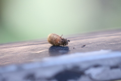 Cyathus