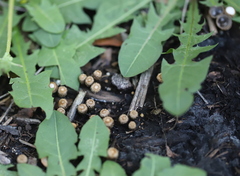 Cyathus