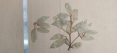 Cinnamomum travancoricum