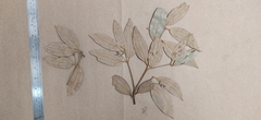 Cinnamomum travancoricum