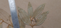 Cinnamomum travancoricum