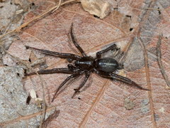 Drassyllus