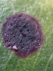 Blastacervulus metrosideri