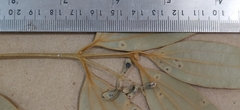 Cinnamomum travancoricum