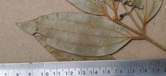 Cinnamomum travancoricum