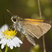 Tawny-edged Skipper - Photo (c) Bill Bouton, some rights reserved (CC BY-NC)