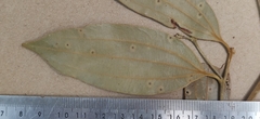 Cinnamomum travancoricum