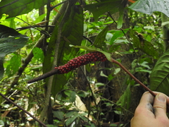 Anthurium
