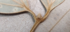 Cinnamomum travancoricum