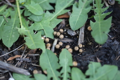 Cyathus