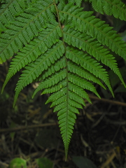 Cyathea caracasana